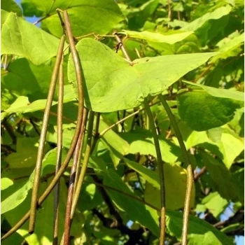 CATALPA KATALPA Surmia odporna mróz - sadzonki 60 / 80 cm